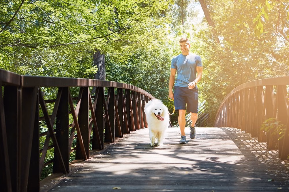 Man walking his dog across a wooden park bridge