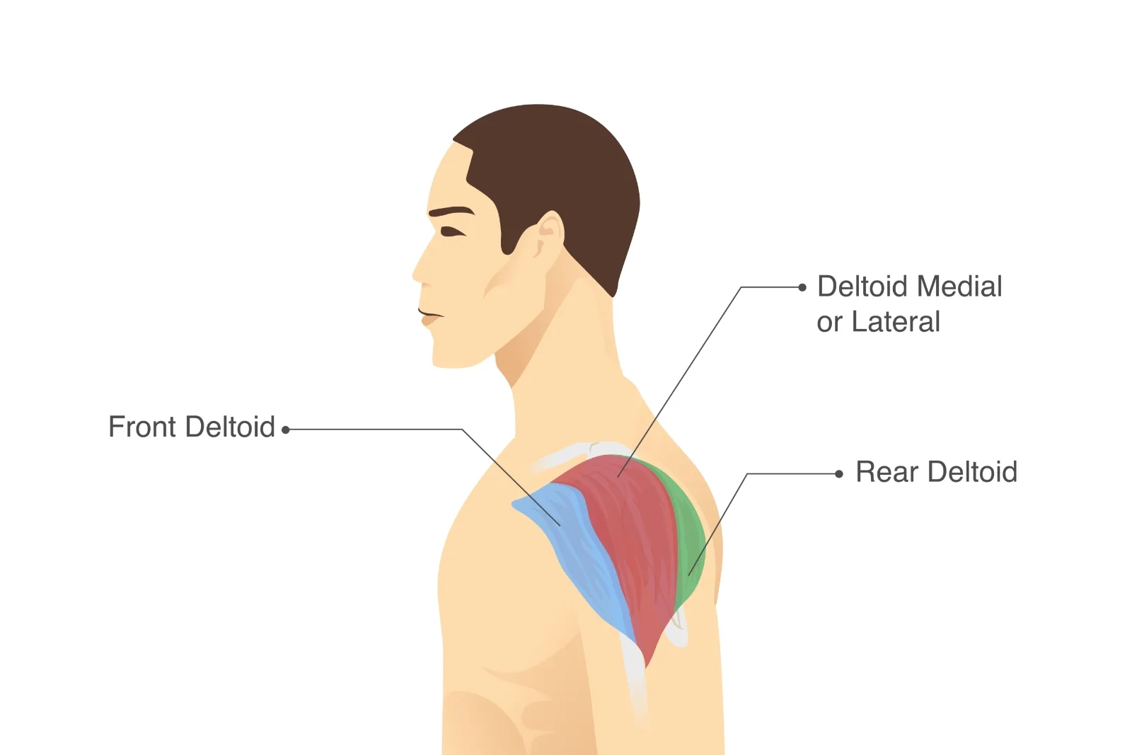 Illustration of the shoulder showing the front, side (lateral) and rear deltoid heads