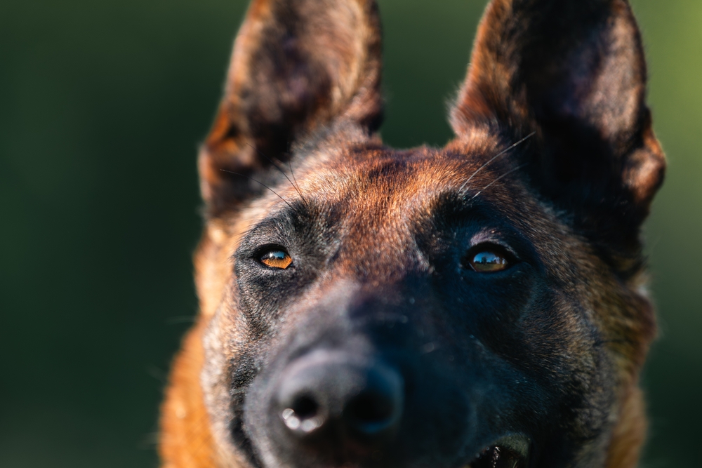 dog staring