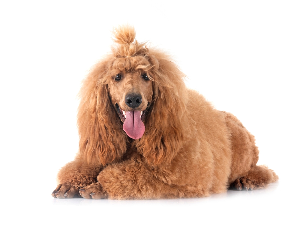 Poodle on floor