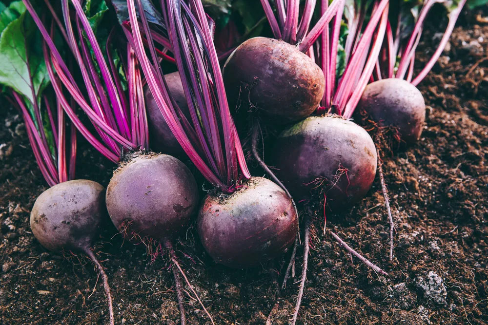 Beetroot on ground