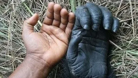 A human hand next to a much larger primate hand for size comparison