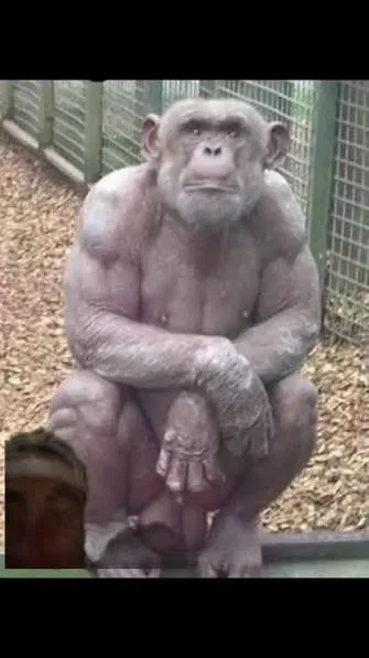 A hairless, heavily muscled chimpanzee squatting in a zoo enclosure