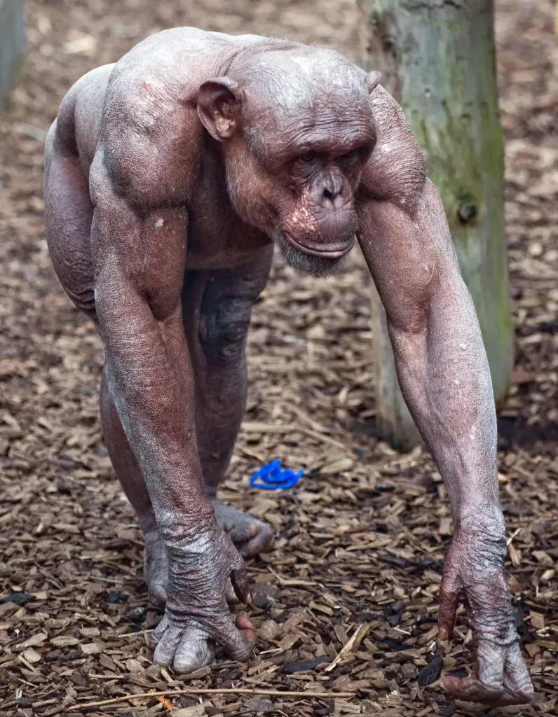 muscular chimp
