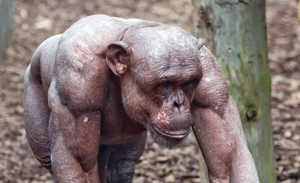 A 1-0 New Zealand MMA Fighter is Supposedly Going to Fight a Chimp.