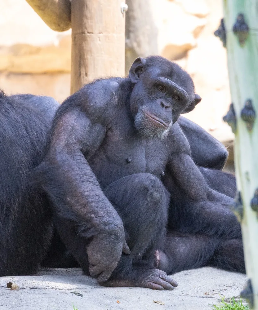 A chimpanzee resting in a sanctuary enclosure