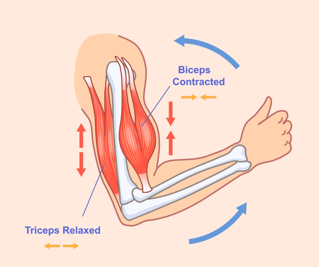 Diagram of the contracted biceps at the top of a curl with a neutral wrist position