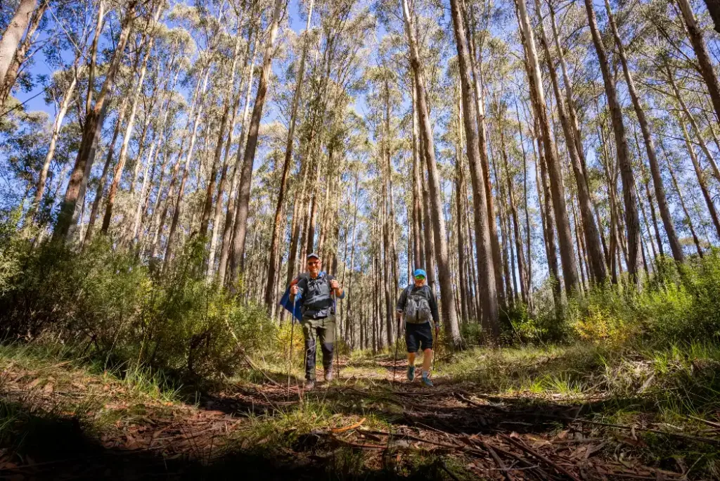 Two hikers with trekking poles walking through tall eucalyptus forest