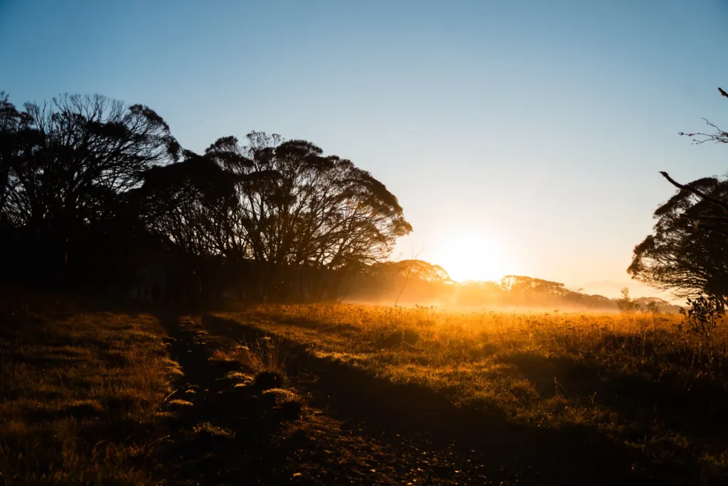 Sunrise over a bush trail with mist rising from the grass