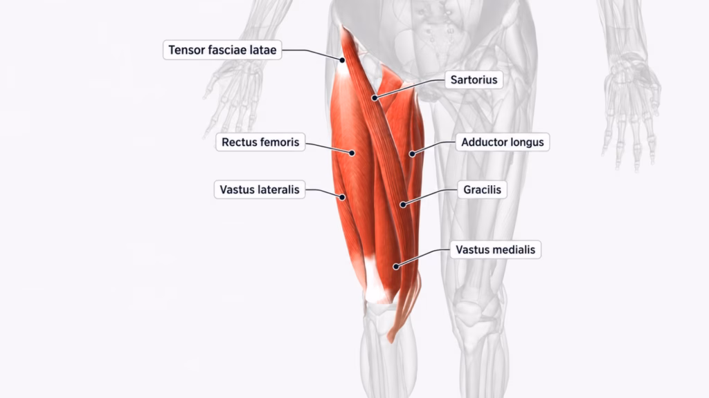 Diagram of the major muscles of the anterior thigh, including the quadriceps