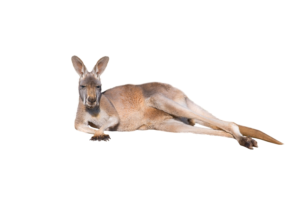 kangaroo