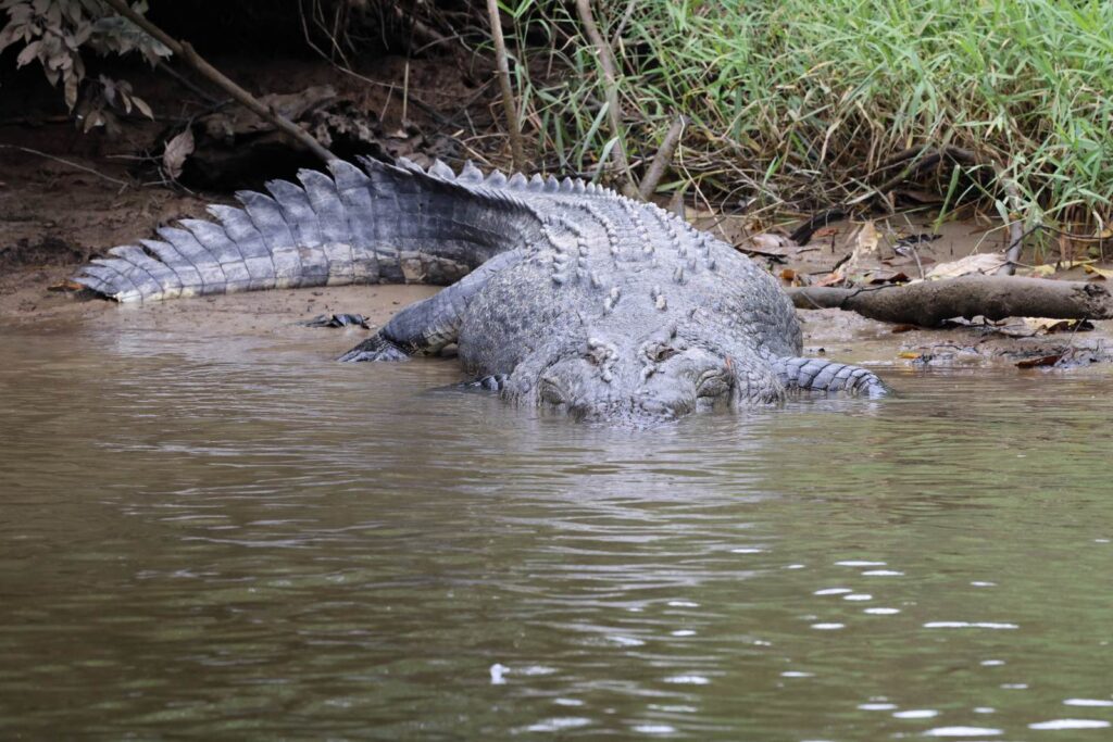 A large saltwater crocodile lying half in a muddy river at the bank