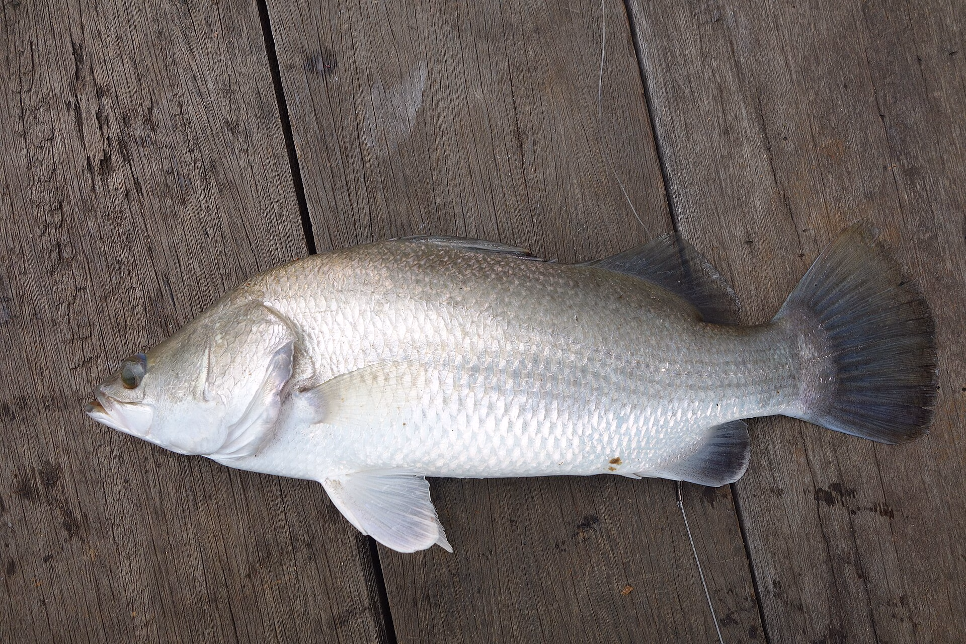 How to catch barramundi: tackle, lures, seasons and spots