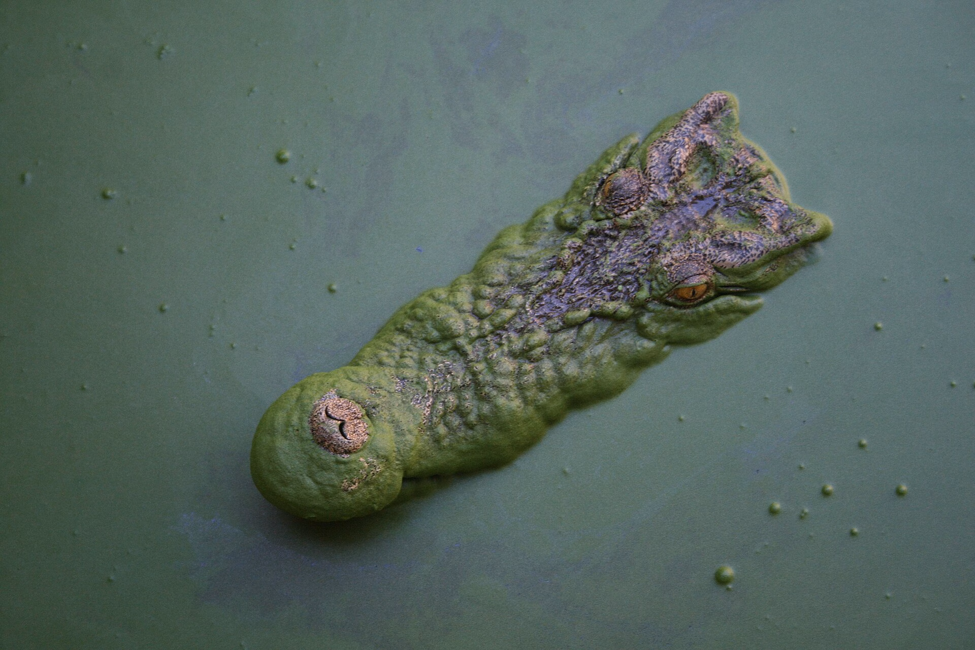 The head of a saltwater crocodile poking out of green duckweed on the Katherine River