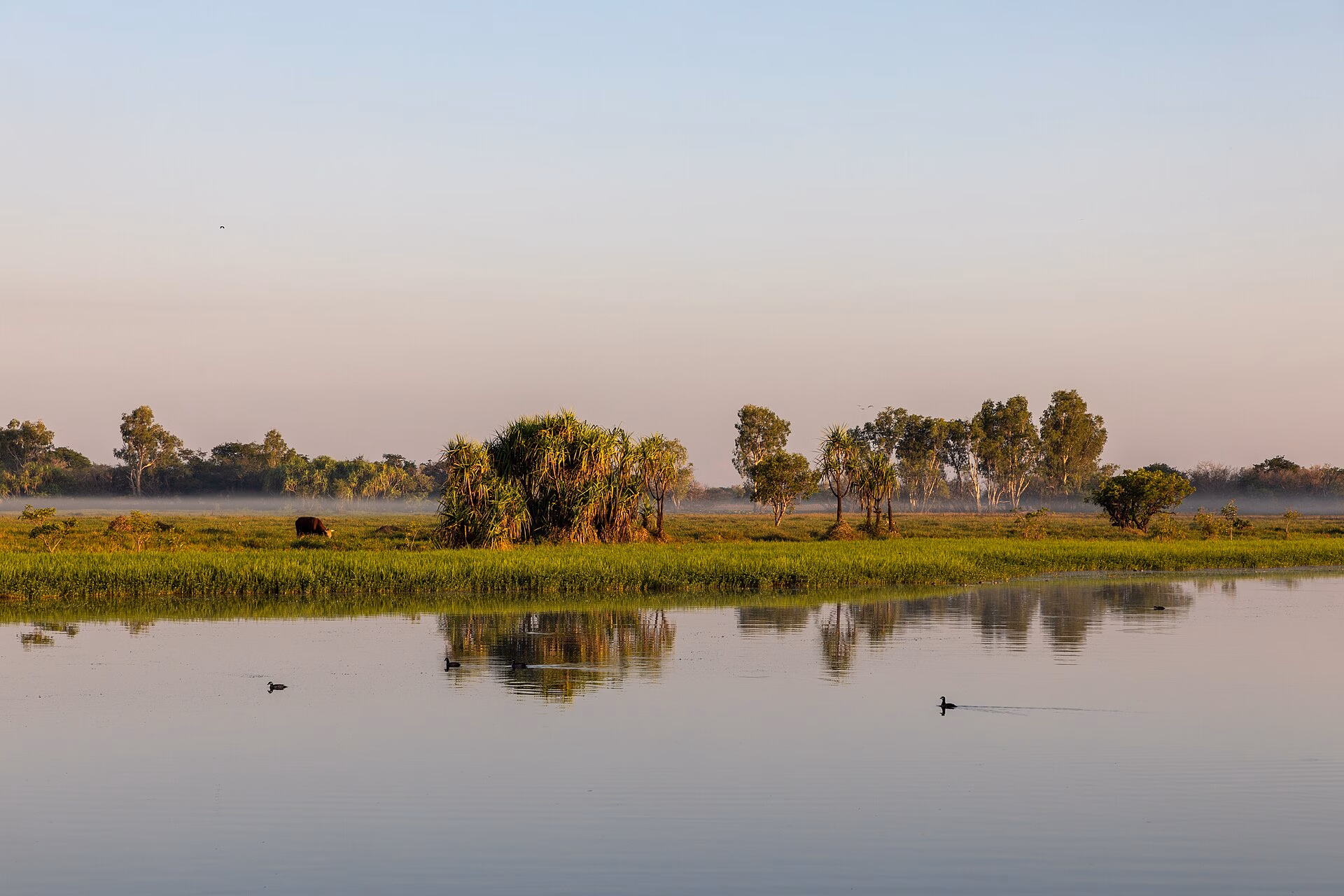 Calm water and paperbark trees at Yellow Water in Kakadu National Park at dawn